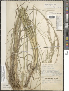 Image of Eragrostis hierniana
