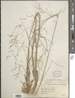 Eragrostis inamoena image
