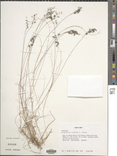 Eragrostis hispida image
