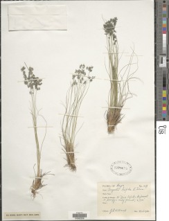 Image of Eragrostis hispida