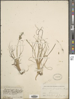 Eragrostis longifolia image