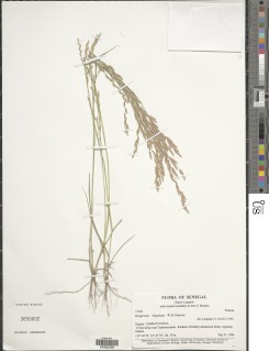 Eragrostis lingulata image