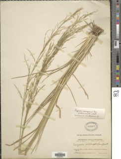 Eragrostis japonica image