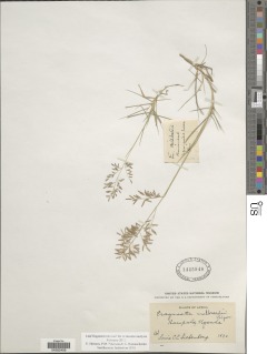 Eragrostis mildbraedii image