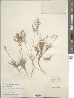 Eragrostis mildbraedii image