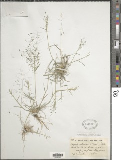 Eragrostis papposa image