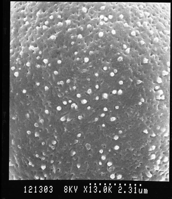 Microdesmis pierlotiana image