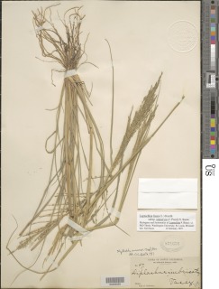 Leptochloa fusca subsp. uninervia image