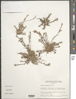 Orcuttia californica image