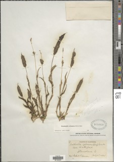 Neostapfia colusana image