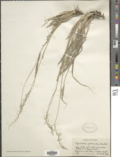 Sporobolus pellucidus image