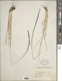 Sporobolus africanus image