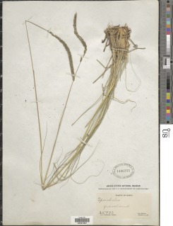 Sporobolus africanus image
