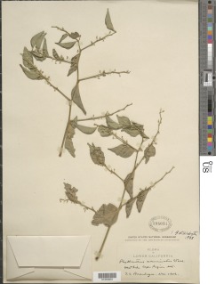 Image of Phyllanthus acuminatus