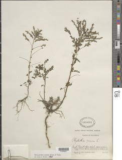 Image of Phyllanthus amarus