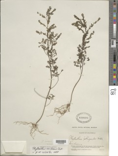 Image of Phyllanthus caribaeus