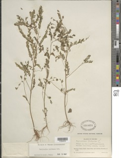 Phyllanthus caribaeus image