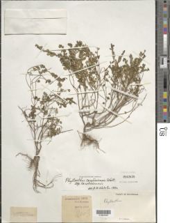 Image of Phyllanthus caroliniensis