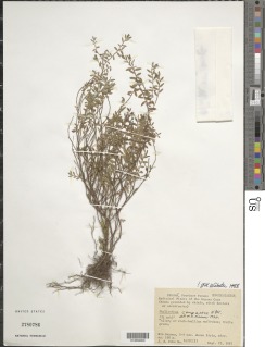 Image of Phyllanthus compressus