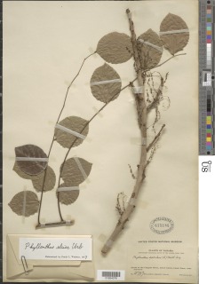 Image of Phyllanthus elsiae