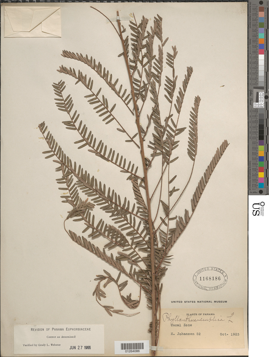 Phyllanthus emblica image