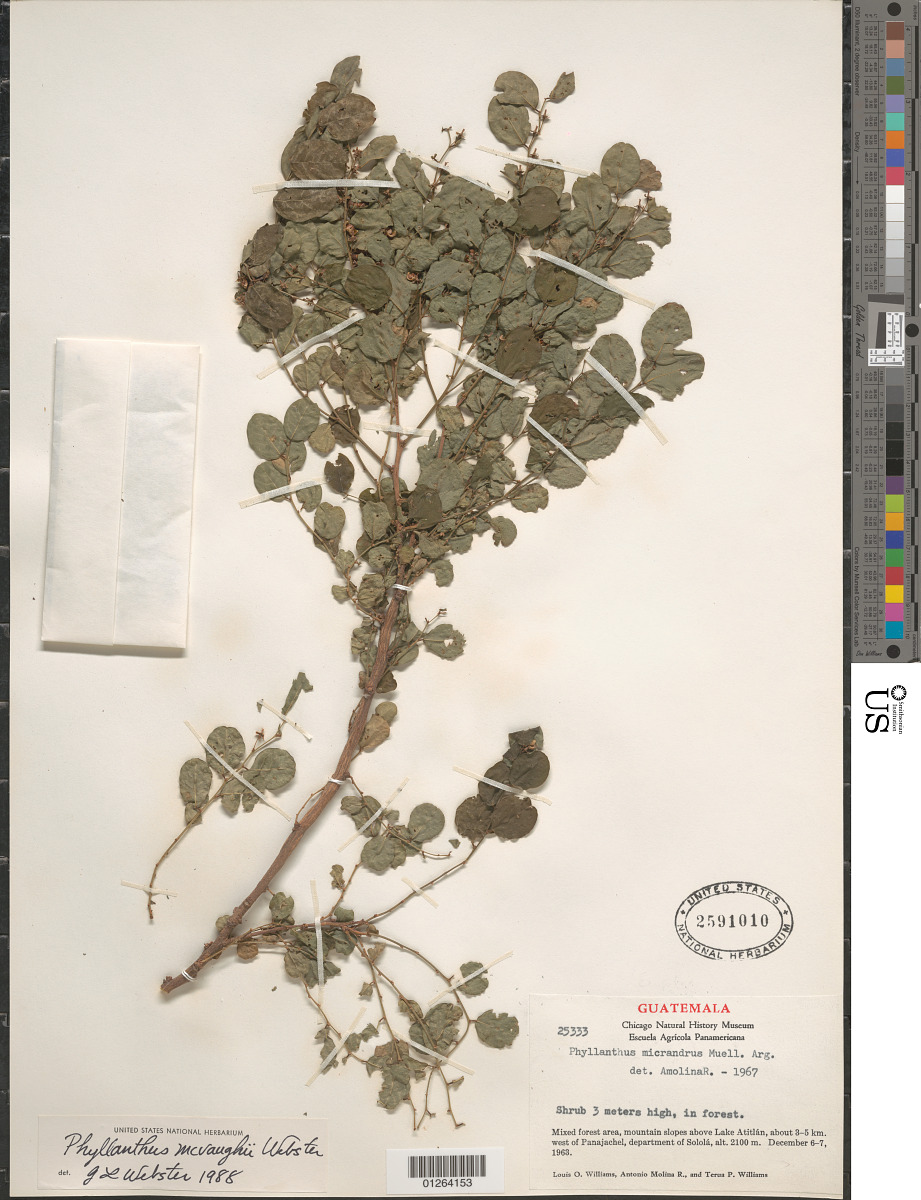 Phyllanthus mcvaughii image