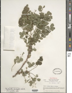 Phyllanthus mcvaughii image