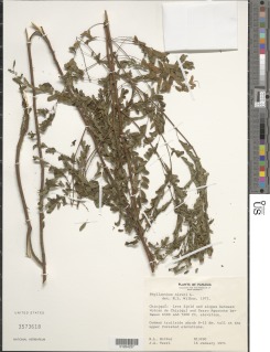 Image of Phyllanthus niruri