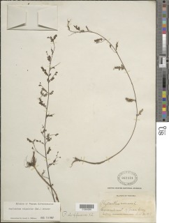 Image of Phyllanthus stipulatus