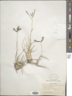 Eleusine floccifolia image