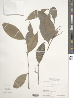 Phyllanthus skutchii image