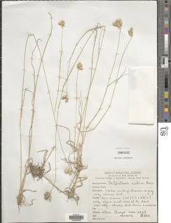 Dactyloctenium scindicum image