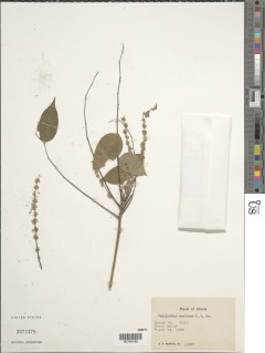 Phyllanthus profusus image