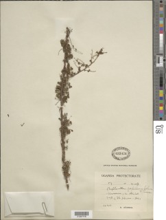 Phyllanthus nummulariifolius var. capillaris image
