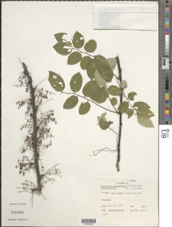 Phyllanthus muellerianus image