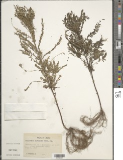 Phyllanthus niruroides image