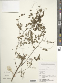 Phyllanthus nummulariifolius image