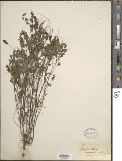 Phyllanthus nummulariifolius image