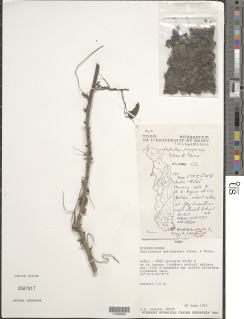 Image of Phyllanthus polyspermus
