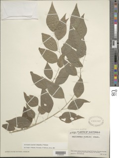 Astrocasia austinii image