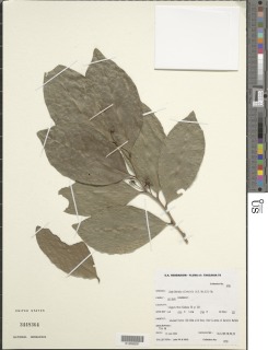 Image of Lingelsheimia sylvestris