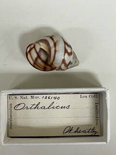 Image of Orthalicus undatus