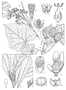 Euphorbiaceae - Jatropha curcas 