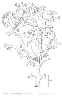 Cladonia arbuscula subsp. arbuscula image