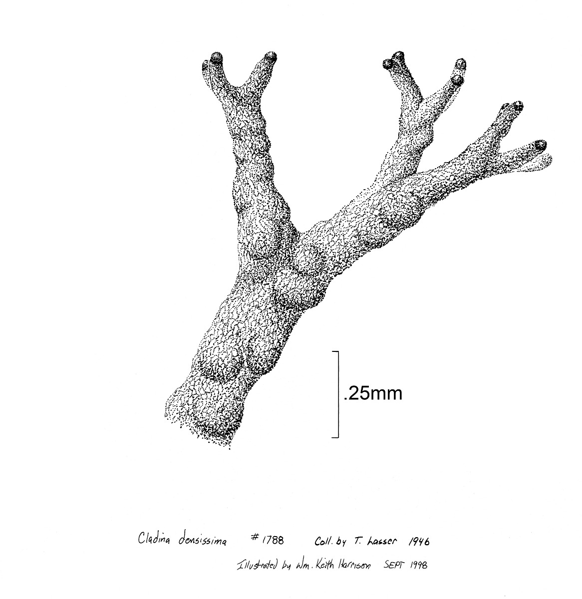 Cladina densissima image
