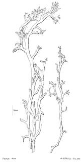 Cladonia diplotypa image