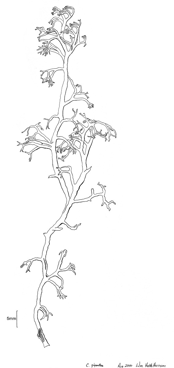 Cladonia gigantea image