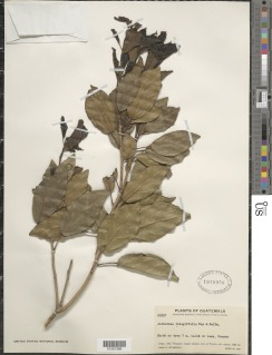 Alchornea integrifolia image