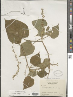 Image of Croton pungens