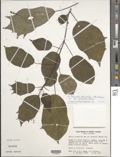 Tannodia tenuifolia var. glabrata image